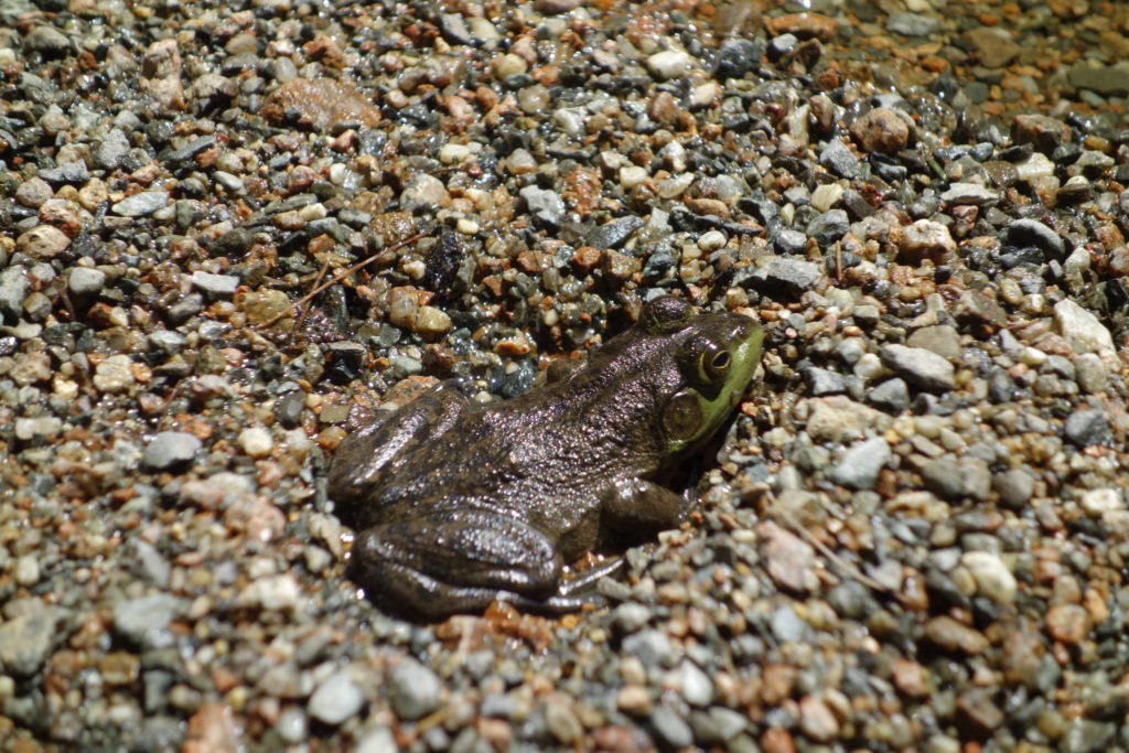 Bullfrog in Jordan Stream