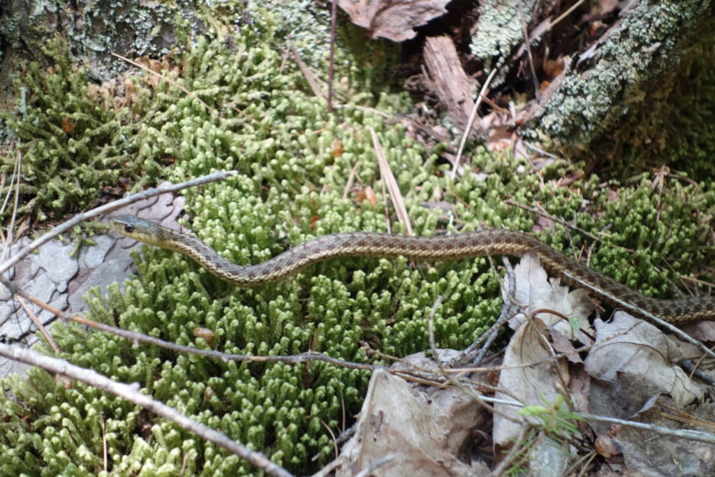 Garter Snake by Jordan Stream
