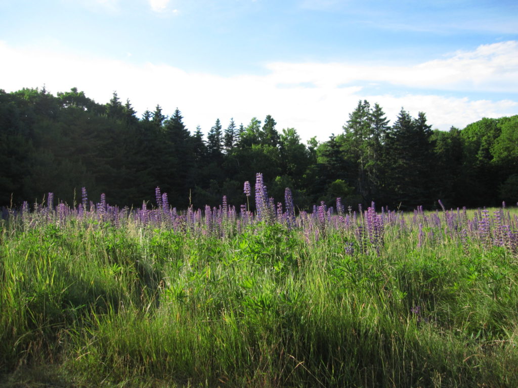 Acadia: Lupine Field on Bar Island