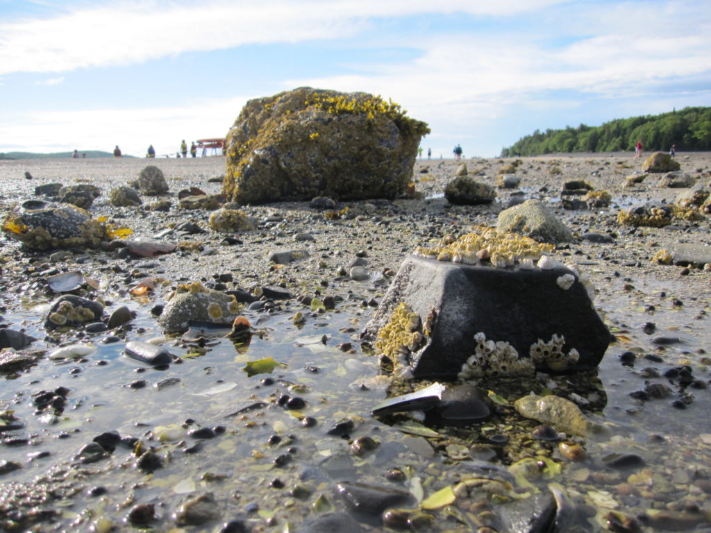 Acadia: Rock on Sandbar