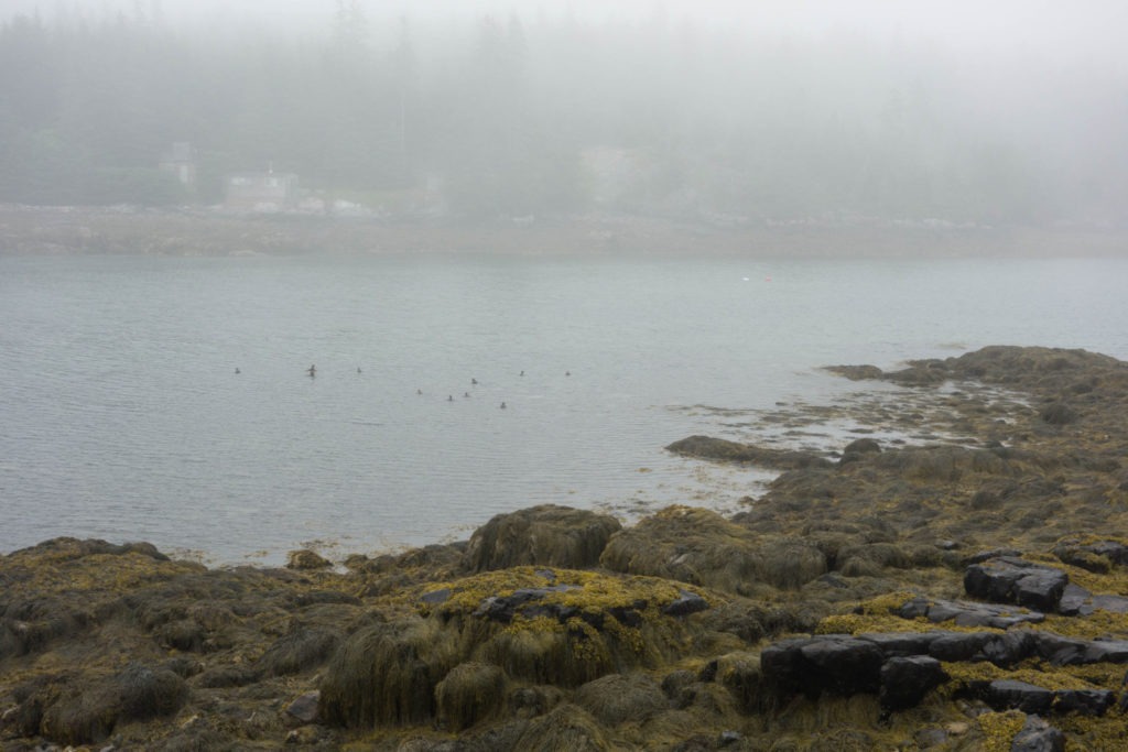 Acadia: Ducks in Duck Harbor