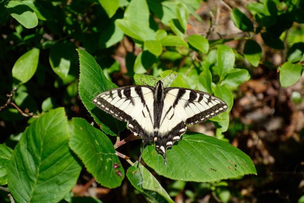 Acadia: Butterfly along Jordan Pond Path