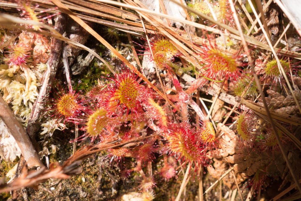 Acadia: Sundew near Jordan Pond