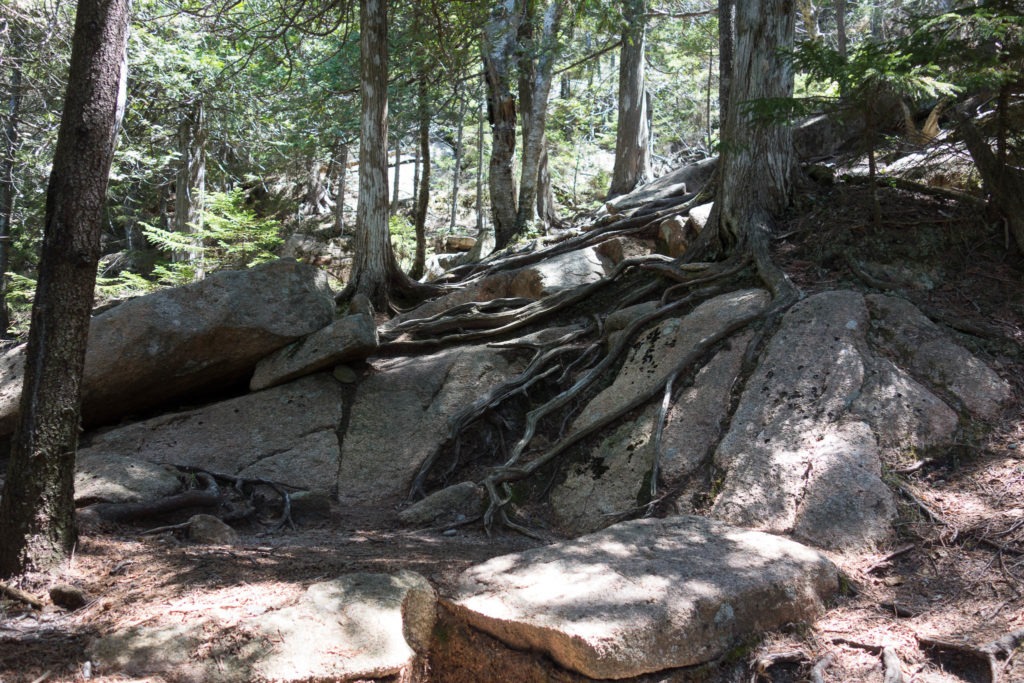 Acadia: Pemetic Roots and Rocks