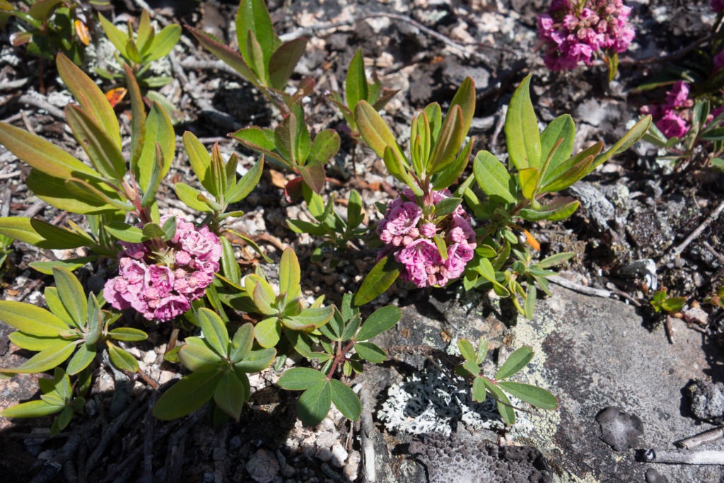 Acadia: Sheep Laurel on Pemetic Mountain