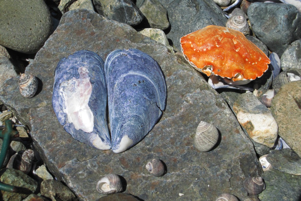 Acadia: Isle au Haut Crab and Mussel Shells
