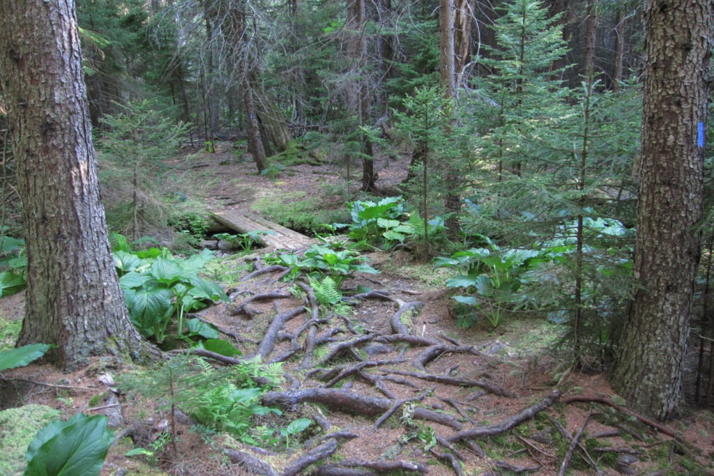Acadia: Duck Harbor Trail Boardwalk
