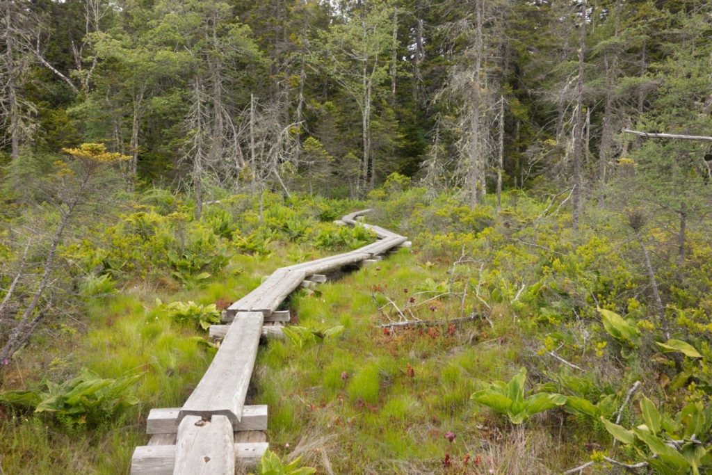 Acadia: Boardwalk on the Goat Trail on Isle au Haut
