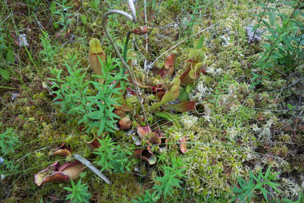 Acadia: Pitcher Plants on the Goat Trail (Sarracenia purpurea)