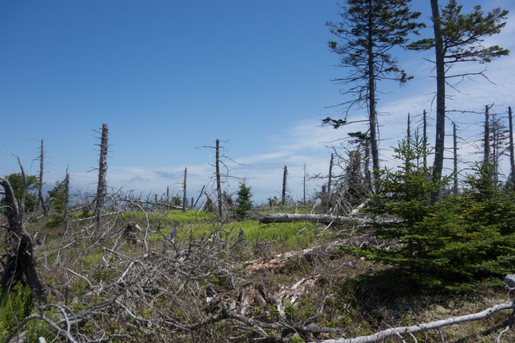 Acadia: Fallen Trees on Thunder Gulch Trail
