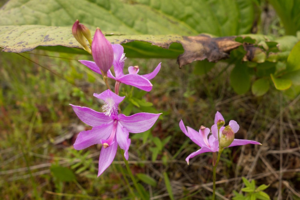 Acadia: Grass Pink Orchid on the Goat Trail on Isle au Haut