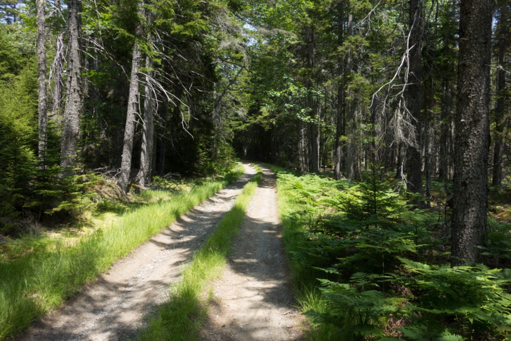 Acadia: Isle au Haut Main Road