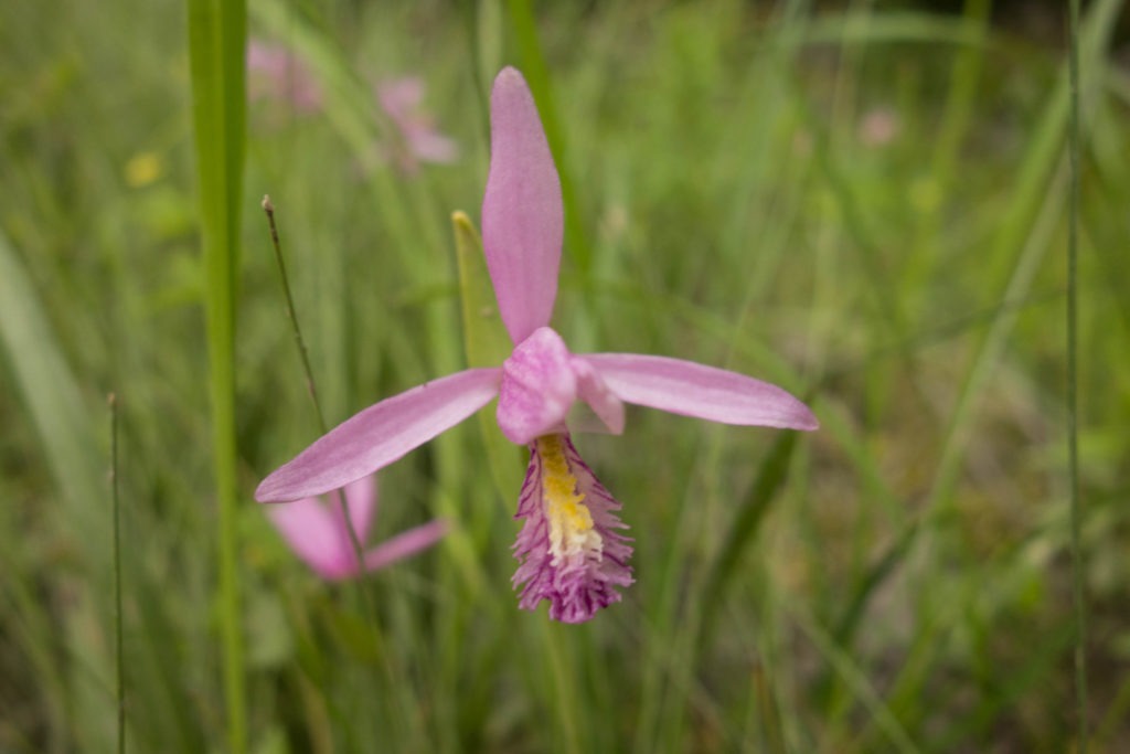 Acadia: Rose Pogonia Orchid on Isle au Haut