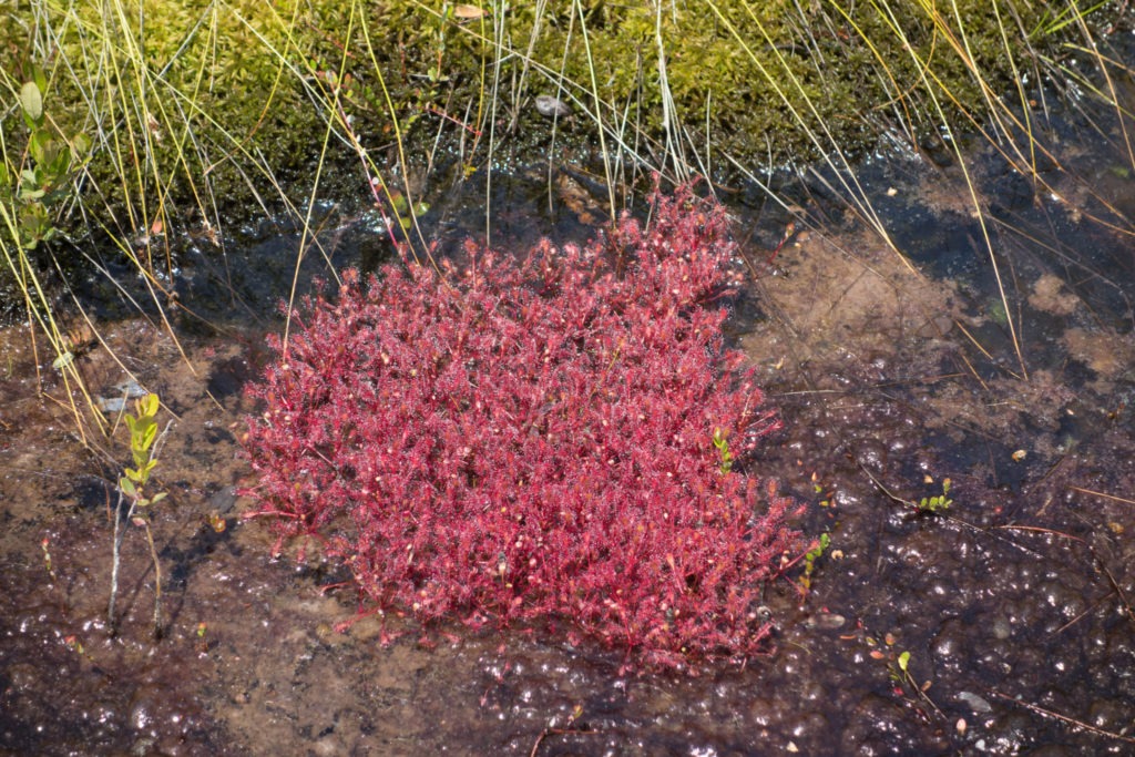 Acadia: Mass of Sundews on Isle au Haut