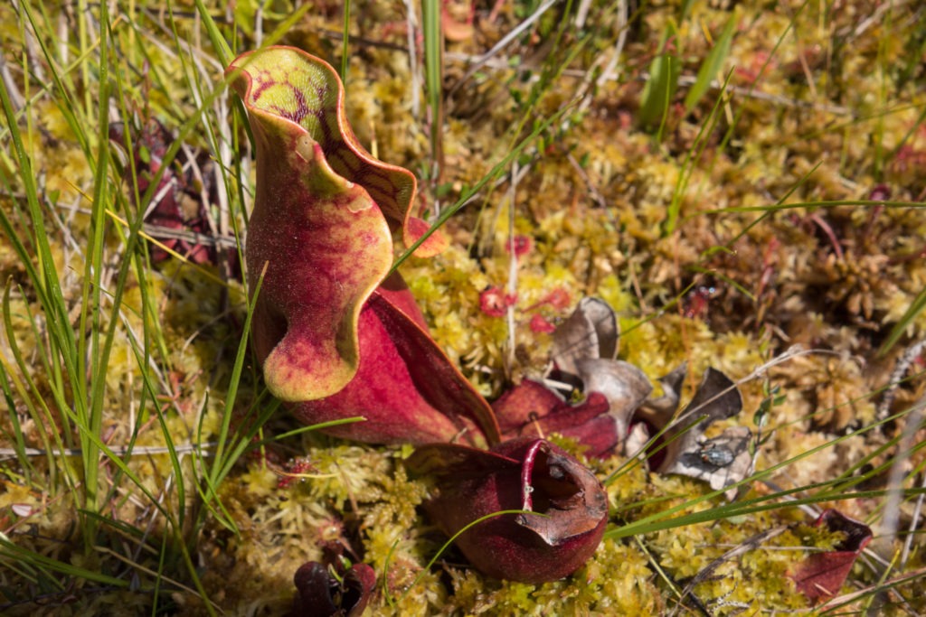 Acadia: A closeup of a Northern Pitcher Plant