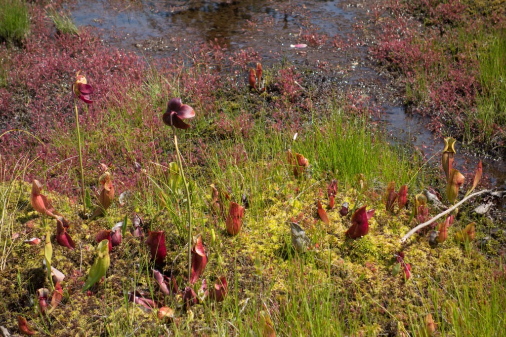 Acadia: Northern Pitcher Plants on Isle au Haut
