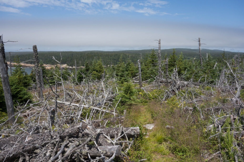 Acadia: Thunder Gulch Fallen Trees