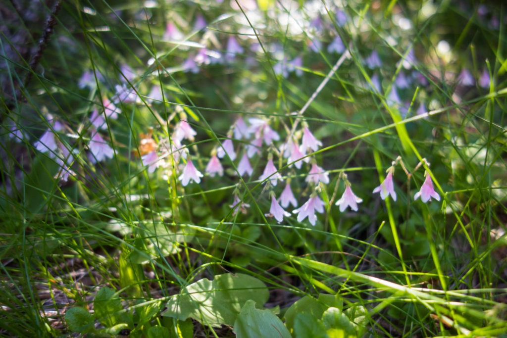 Acadia: Twinflower