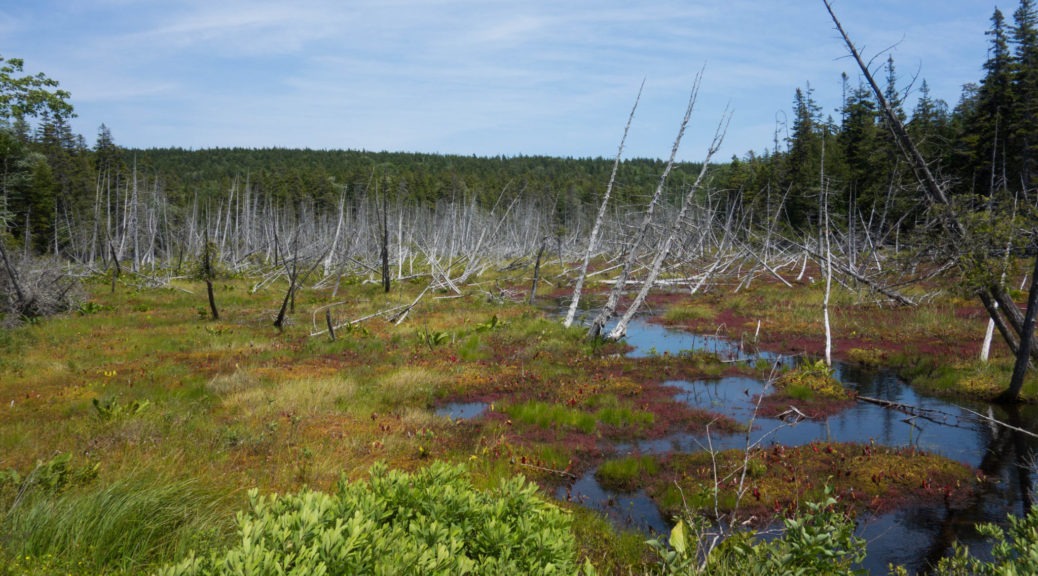 Acadia: View of bog along main road