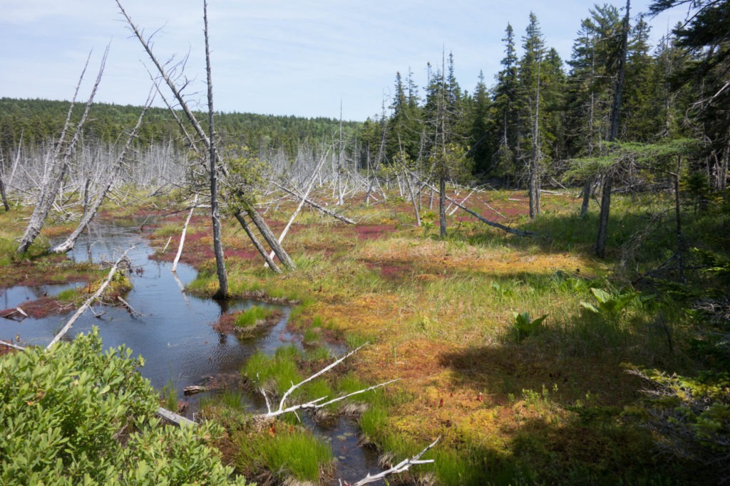Acadia: View of Bog on Isle au Haut