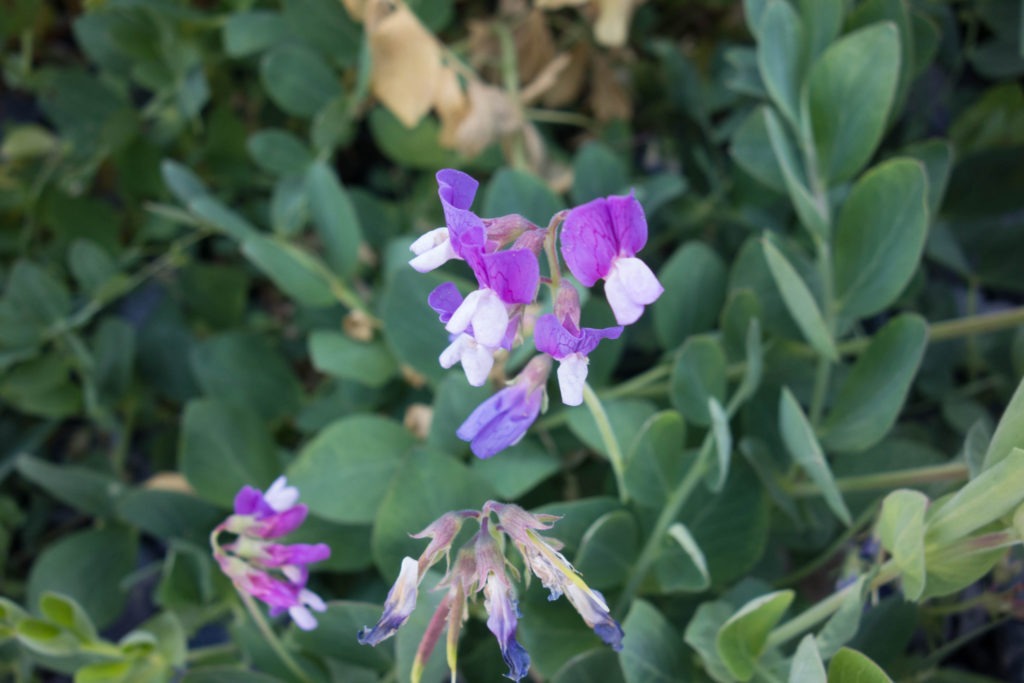 Acadia: Sea Pea (Lathyrus japonicus) on Isle au Haut