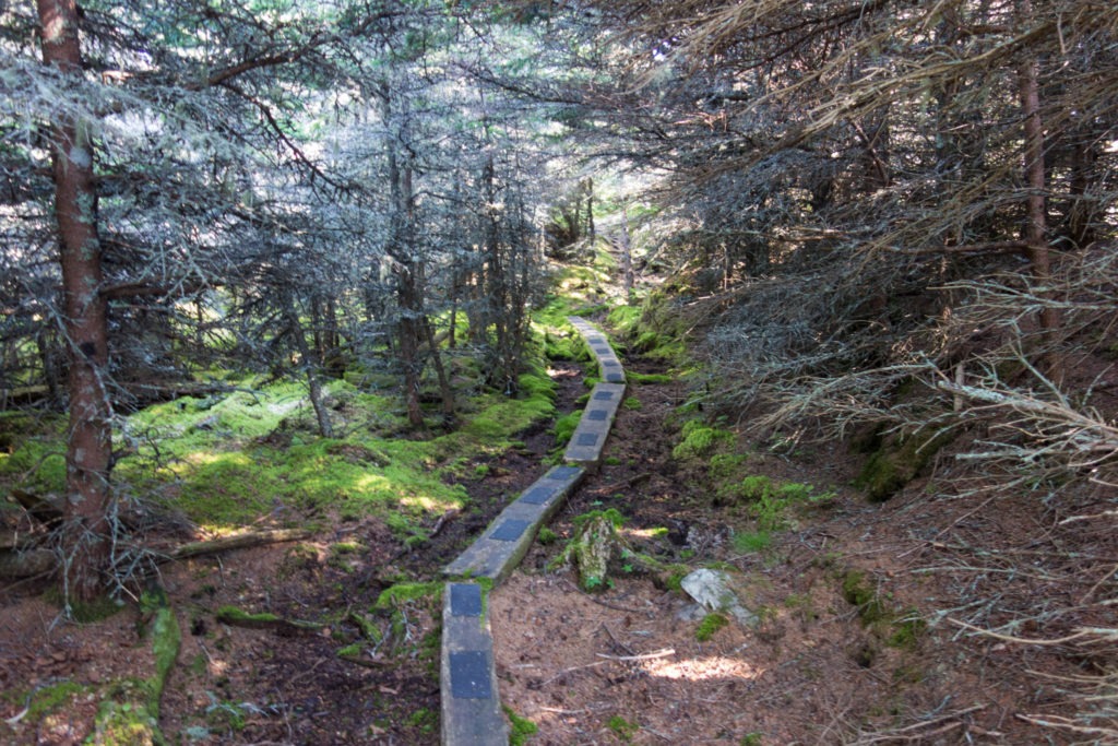 Acadia: Western Head Trail Boardwalk