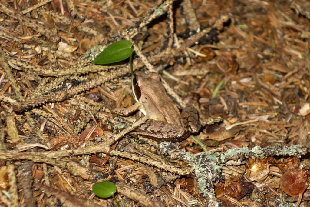 Acadia: Wood Frog on Isle au Haut