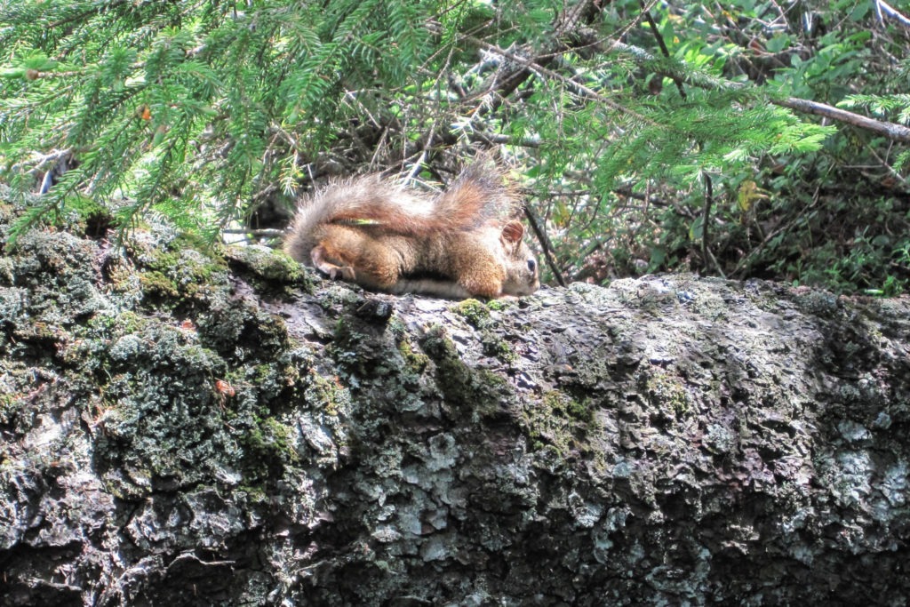 Acadia: Red Squirrel