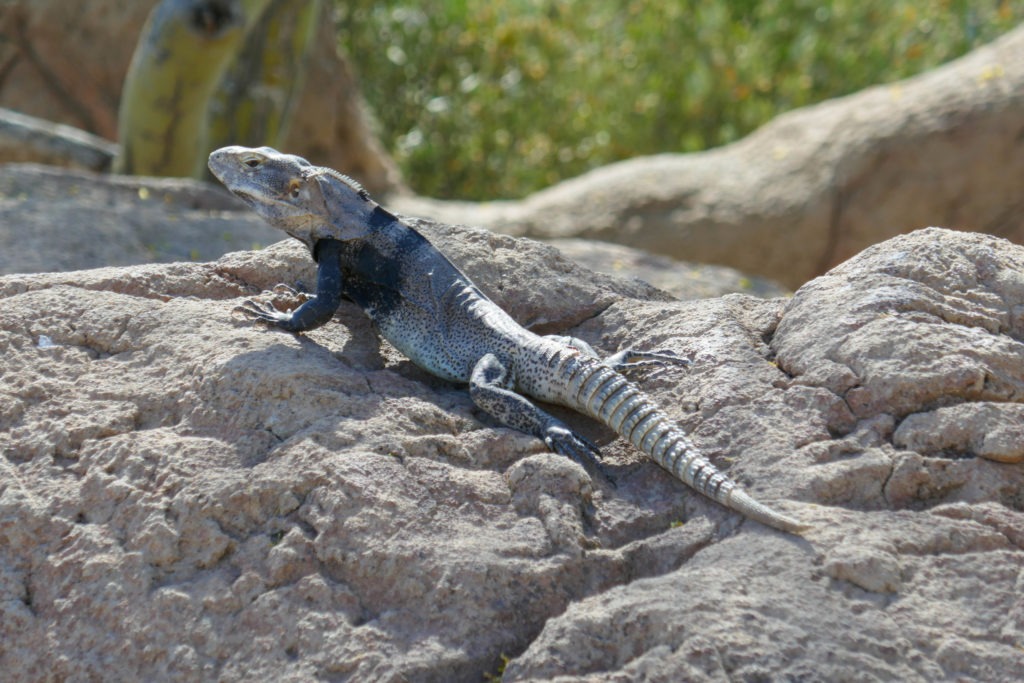 Saguaro: A lizard hanging out at the Arizona-Sonora Desert Museum