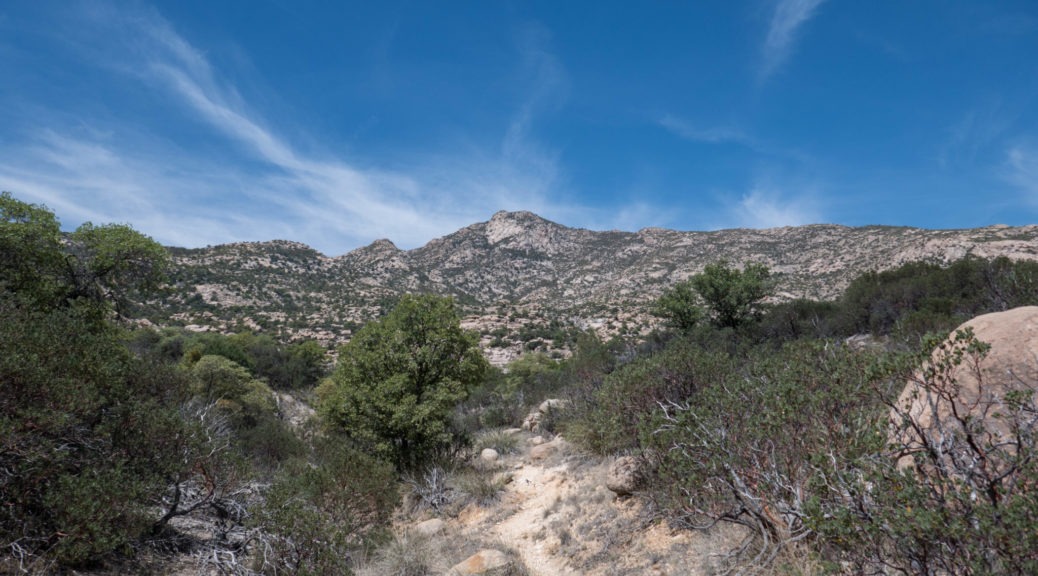 Saguaro: View from Miller Creek Trail