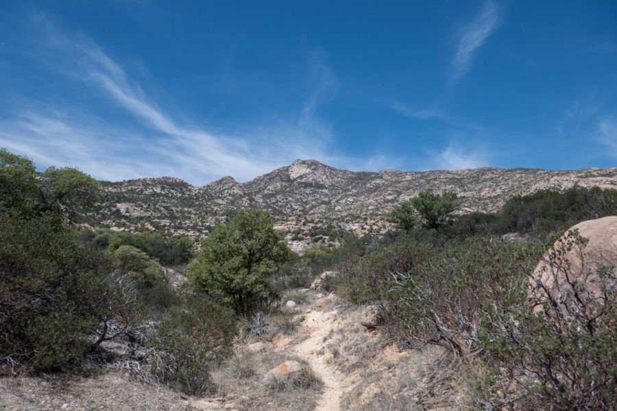 Saguaro: View from Miller Creek Trail
