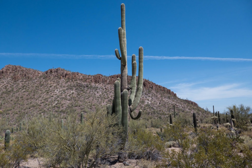 Saguaro: View of a saguaro and mountains on Ringtail Trail