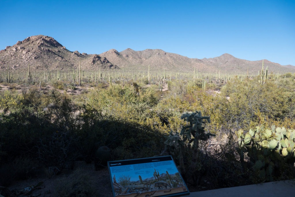 Saguaro: Cactus Forest Behind Red Hill VC