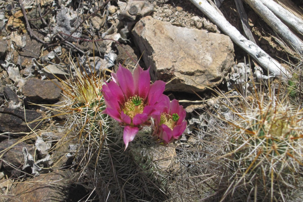 Saguaro: Pinkflower Hedgehoge on Ironwood Forest Trail
