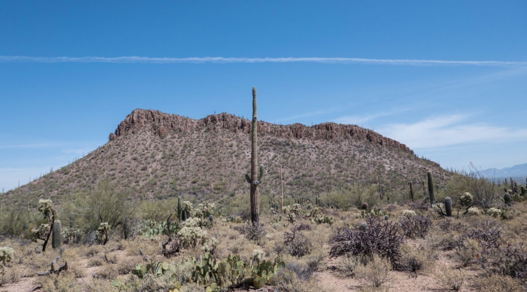 Saguaro: Picture Rocks from Ringtail Trail