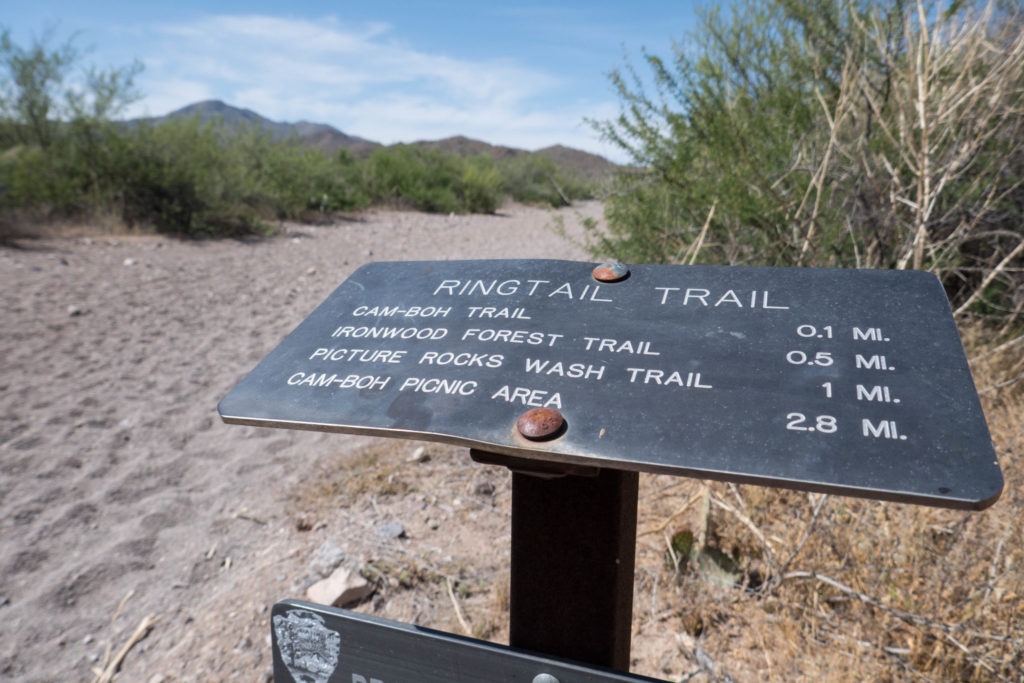 Saguaro: Ringtail Trailhead