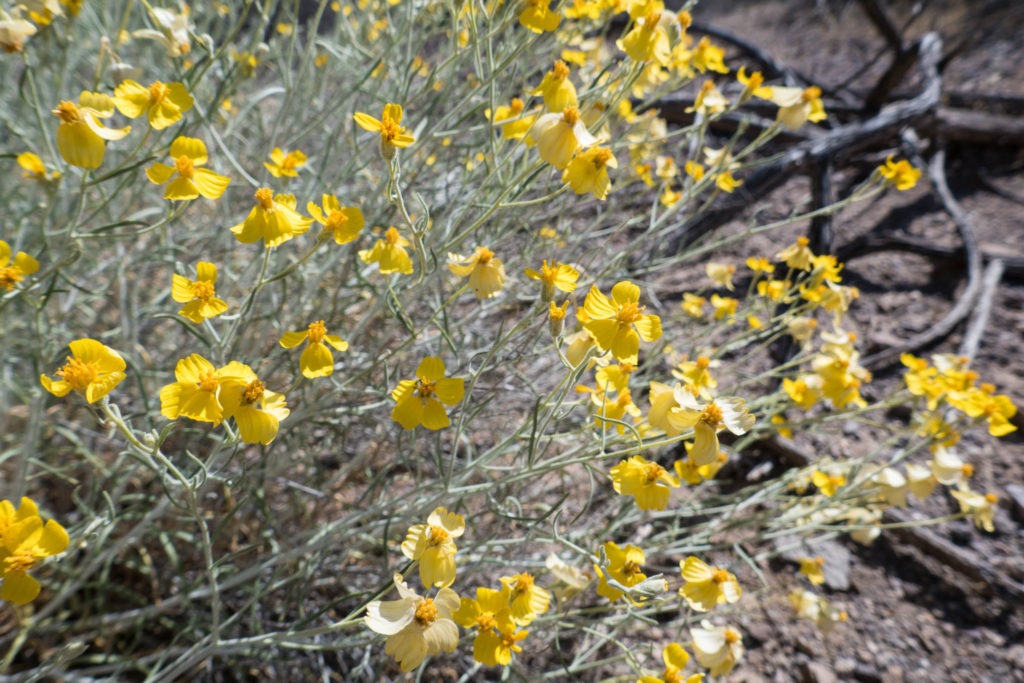 Saguaro: Whitestem Paper Flower on Ringtail Trail