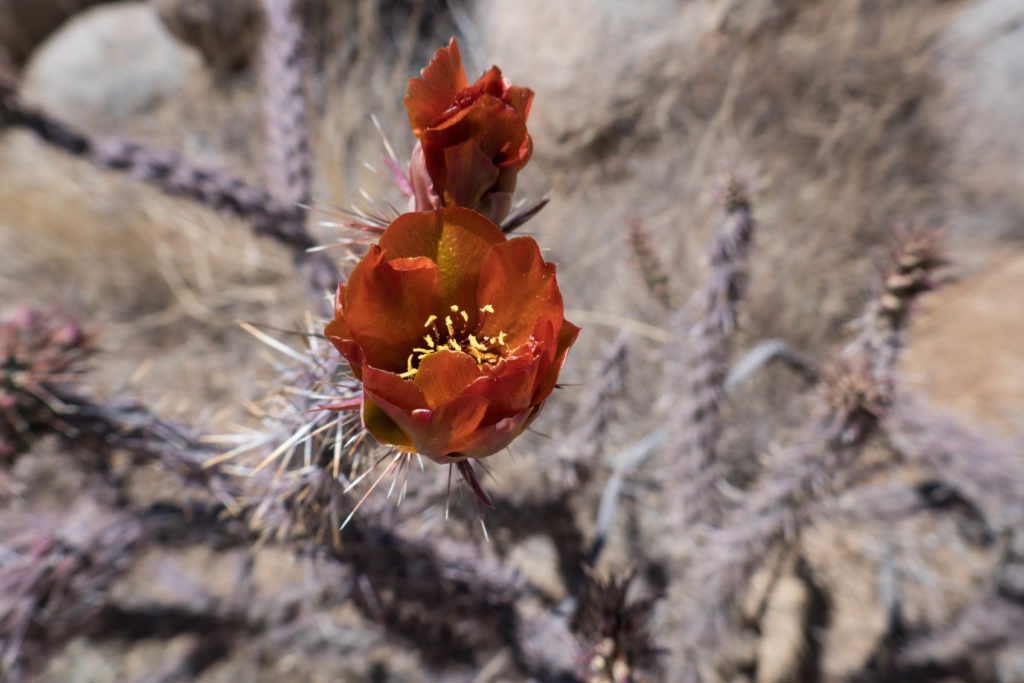 Saguaro: Buckhorn Cholla on Hugh Norris Trail