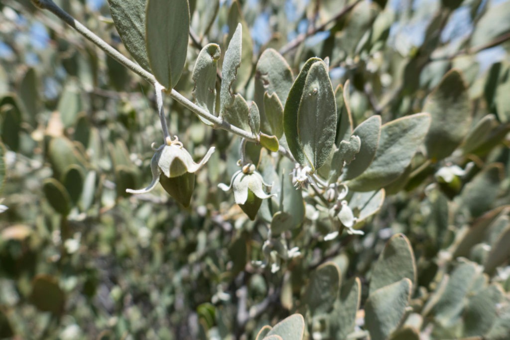 Saguaro: Female Jojoba Bush