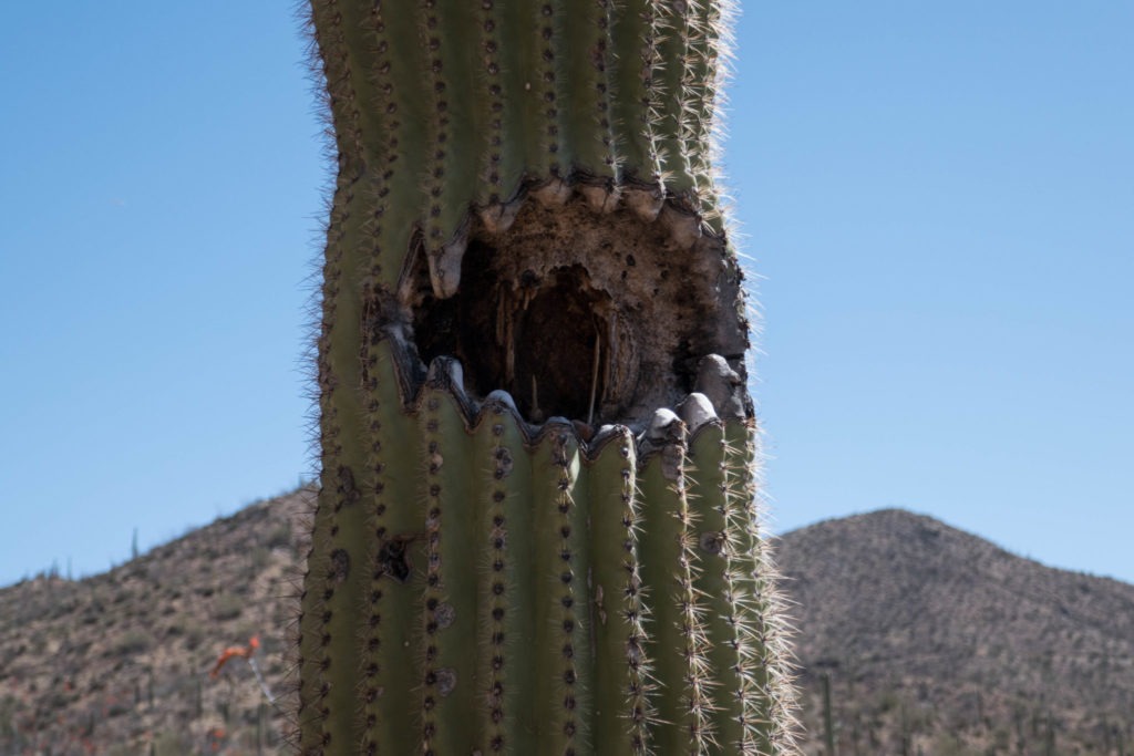 Saguaro: Hole in Cactus