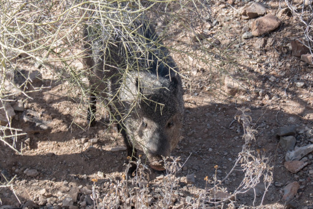 Saguaro: Javelina at Arizona-Sonora Desert Museum