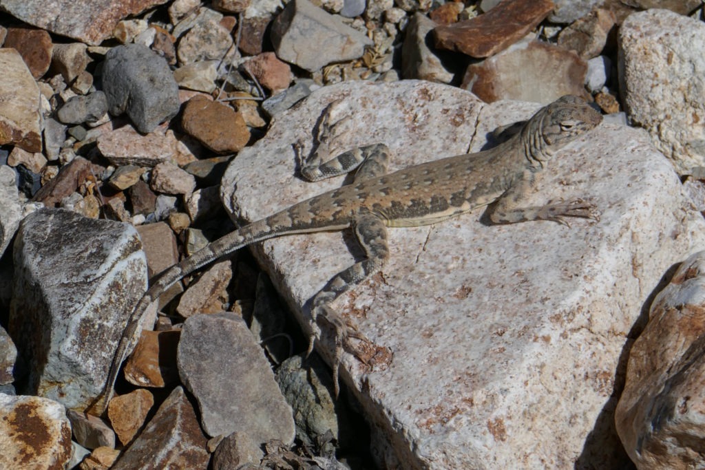 Saguaro: Zebra Tailed Lizard on King Canyon Trail
