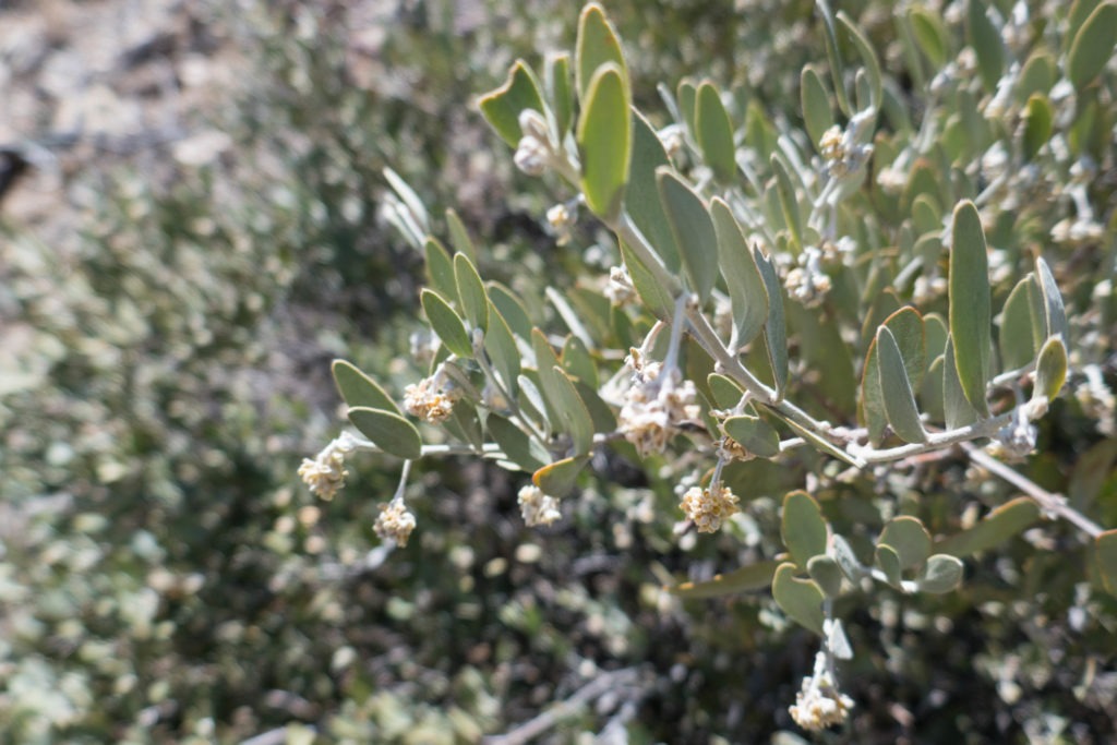 Saguaro: Male Jojoba Bush