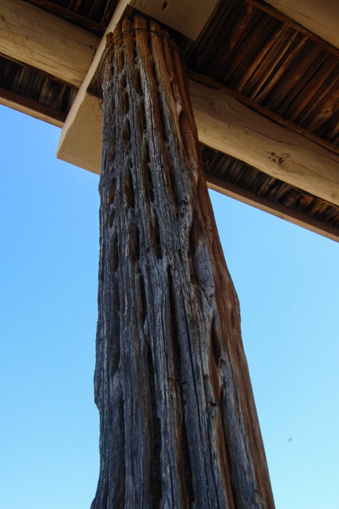 Saguaro: Mam-A-Gah Shelter with dead Saguaro