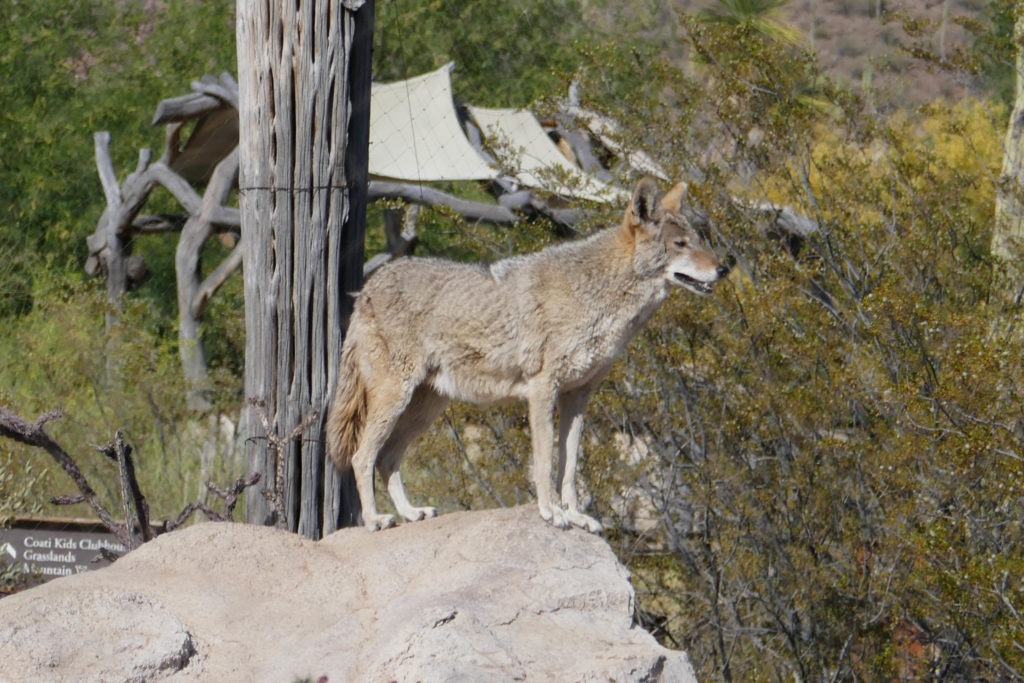Saguaro: Coyote at Arizona-Sonora Desert Museum