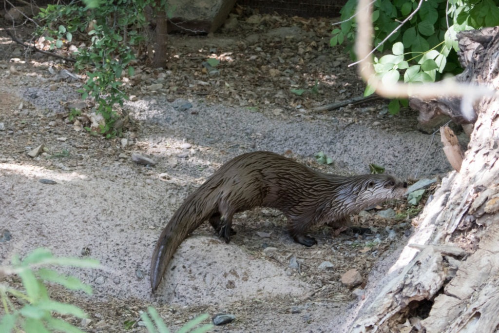 Saguaro: Otter at Arizona-Desert Museum