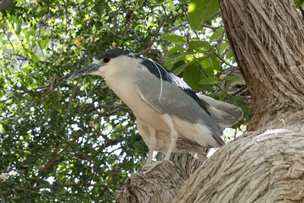 Saguaro: Black Crowned Night Heron at Arizona-Desert Museum