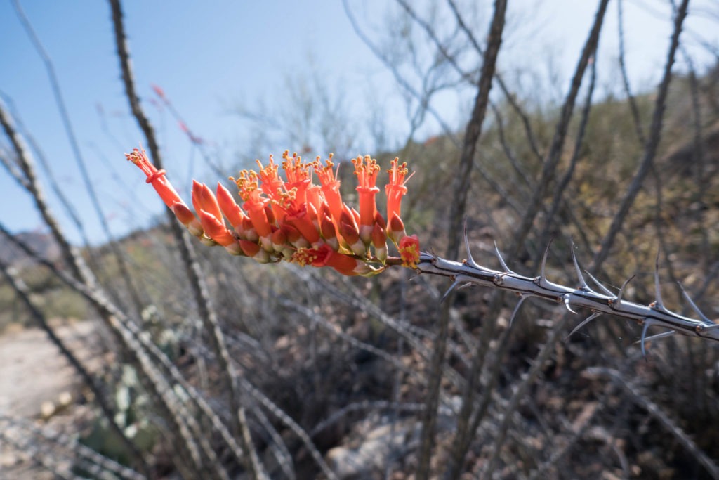 Saguaro: Closeup of Octotillo