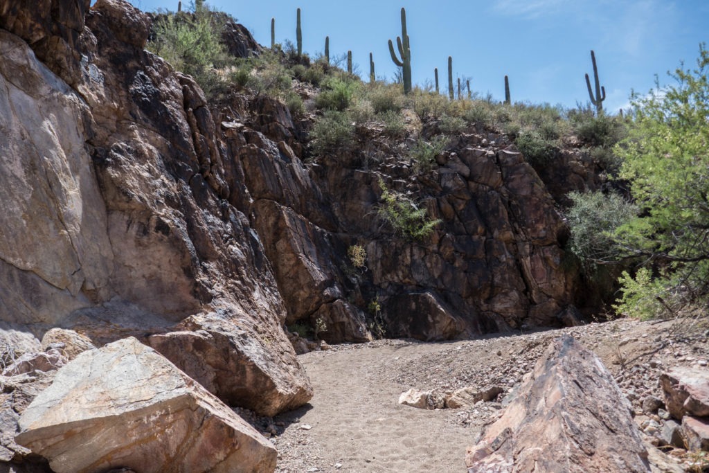Saugaro: Picture Rocks Wash Trail "Canyon"