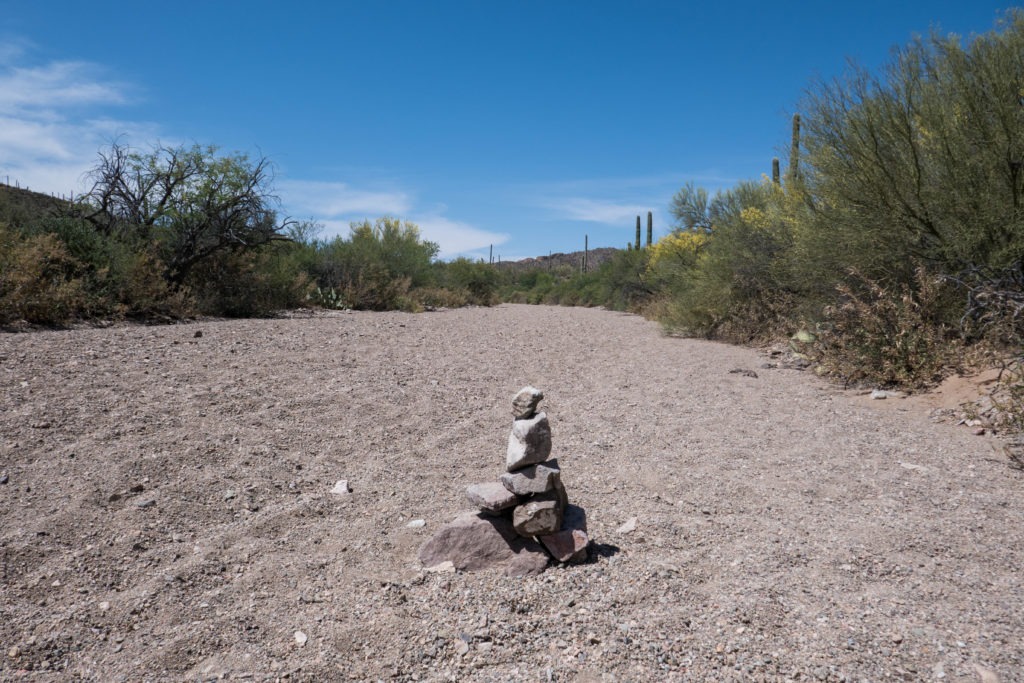 Saguaro: Picture Rocks Wash Trail